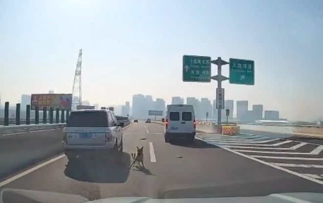 大连男子高速上救助两只受伤马犬送医后发现犬颈部均有皮下芯片……(图1)