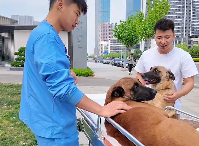 大连男子高速上救助两只受伤马犬送医后发现犬颈部均有皮下芯片……(图2)