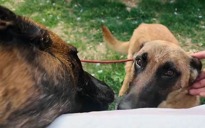 大连男子高速上救助两只受伤马犬送医后发现犬颈部均有皮下芯片……(图3)